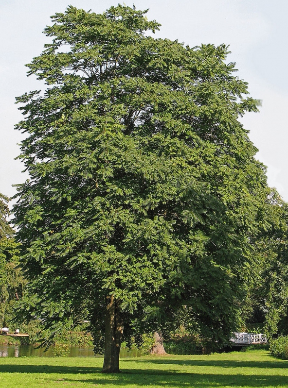 800px-Gotterbaum_(Ailanthus_altissima)